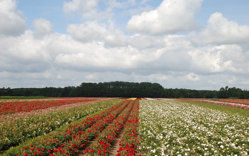 Vakantiehuis De Vorster Pastorie in Broekhuizenvorst (Noord-Limburg)